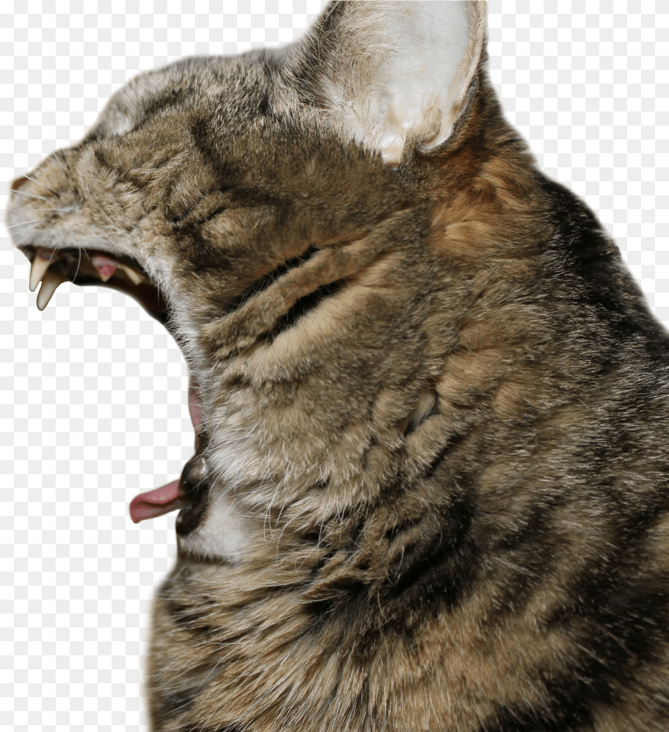 Cat Yawns, Animal, Mammal, Pet, Body Part Free Png Download