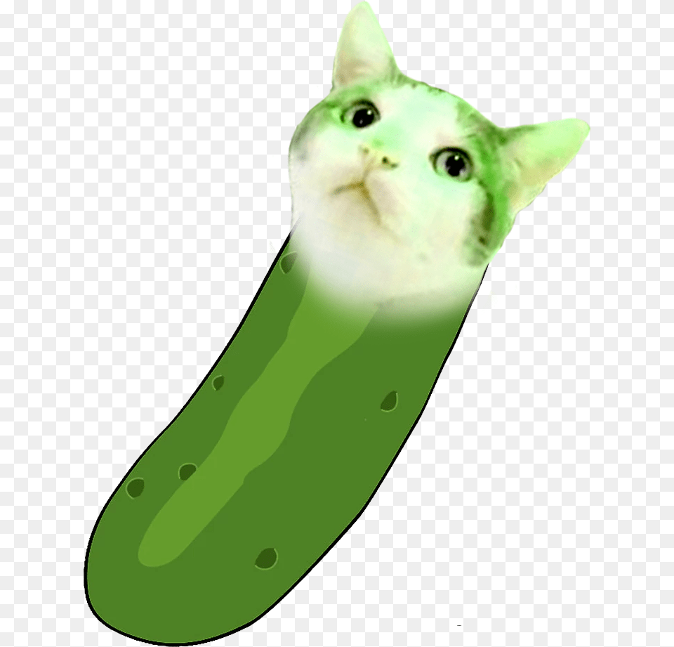 Cat Yawns, Cucumber, Food, Plant, Produce Free Png Download