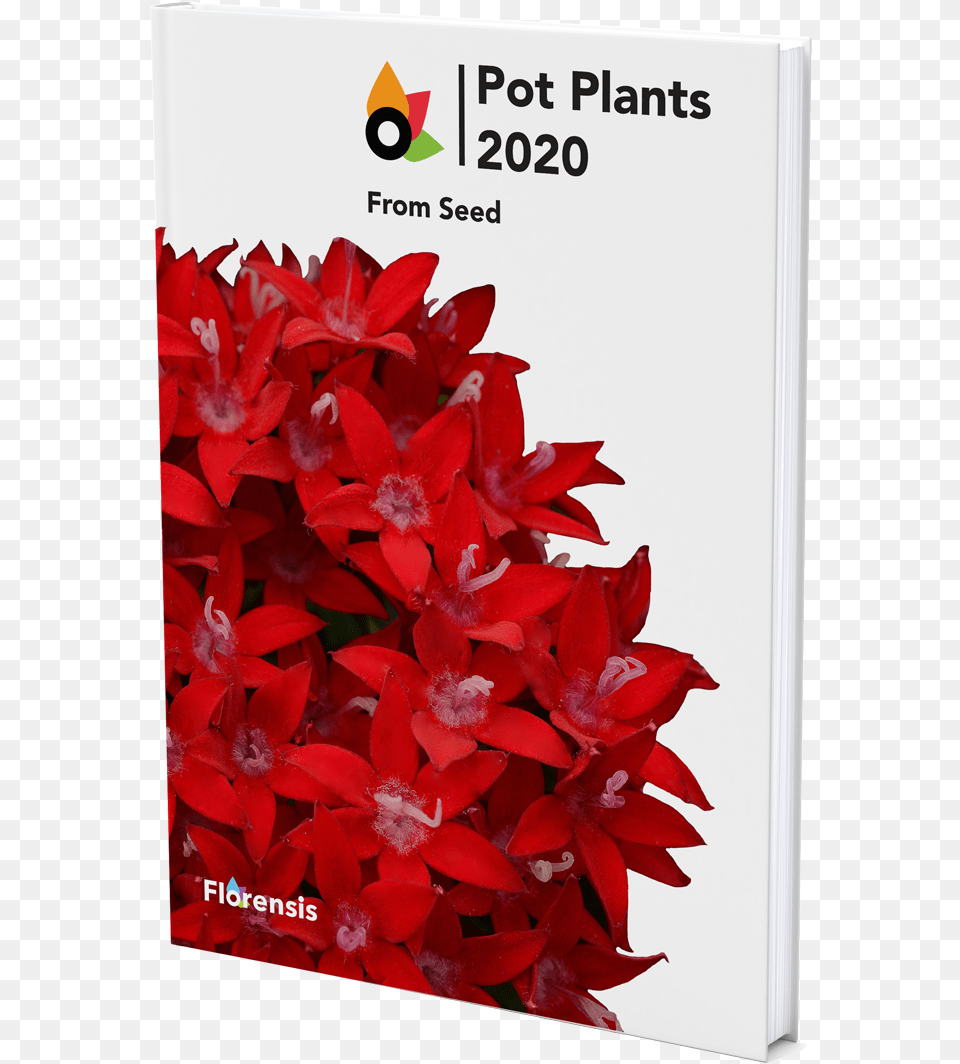 Catalogue Poinsettia, Flower, Petal, Plant, Advertisement Png