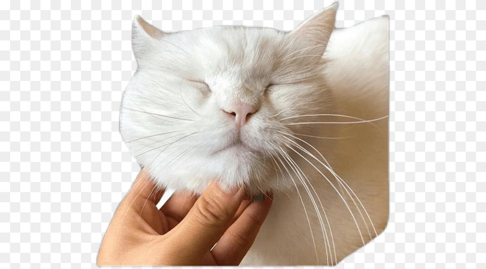 Catanimalpngs Cat Yawns, Angora, Animal, Mammal, Pet Free Png