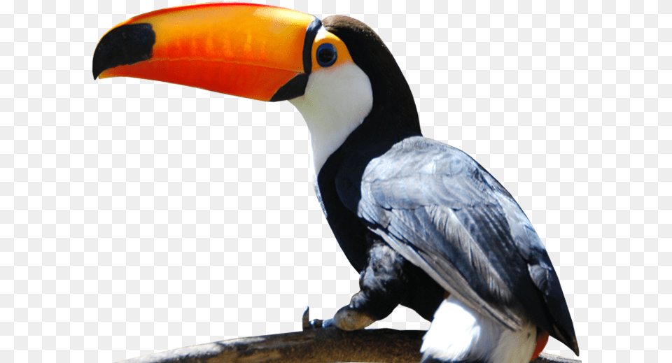 Cataratas Iguazu Tucan Iguazu, Animal, Beak, Bird, Toucan Free Png Download