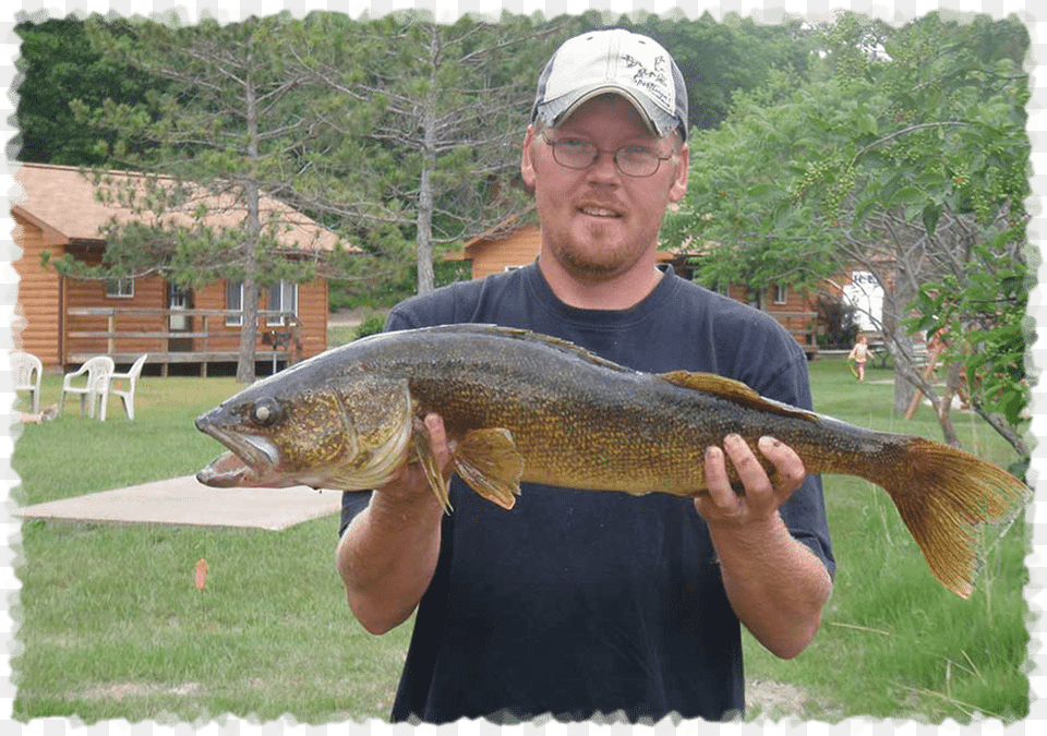 Catch Walleye Like This At Pine Terrace In Minnesota Walleye Fishing, Sea Life, Animal, Fish, Adult Png Image