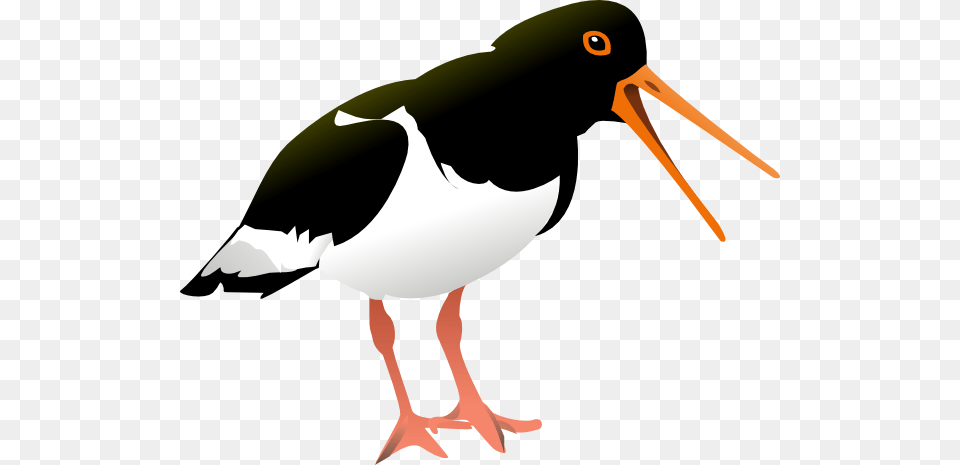 Catcher Clipart, Animal, Beak, Bird, Stork Png