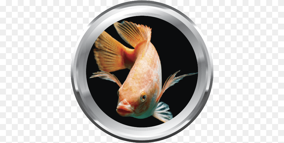 Categoras Para Piscicultura De Peces De Agua Clida Tilapia, Animal, Fish, Sea Life, Goldfish Free Png Download