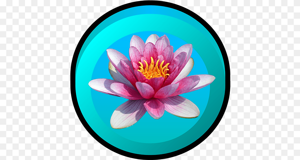 Categories Of Water Lily Amazonca Appstore For Android Pink Water Lily Dahlia, Flower, Plant, Pond Lily Free Transparent Png