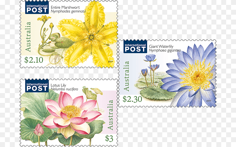 Categorised Into Three Groups Based On The Way They Sacred Lotus, Flower, Plant, Postage Stamp, Petal Free Png
