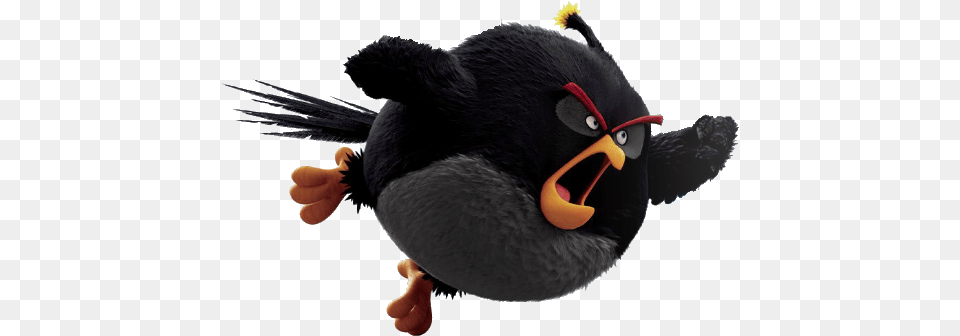 Categoryblack Birdimages Angry Birds Wiki Fandom Bomb Angry Birds Movie, Animal, Bird, Blackbird, Beak Png