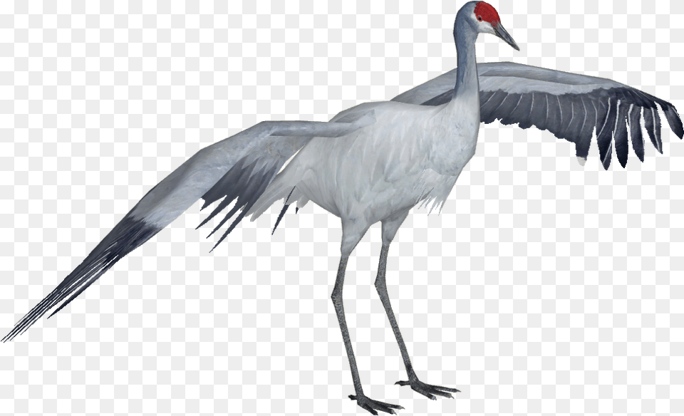 Categorycranes U0026 Rails Zt2 Download Library Wiki Fandom Sandhill Crane, Animal, Bird, Crane Bird, Waterfowl Png Image