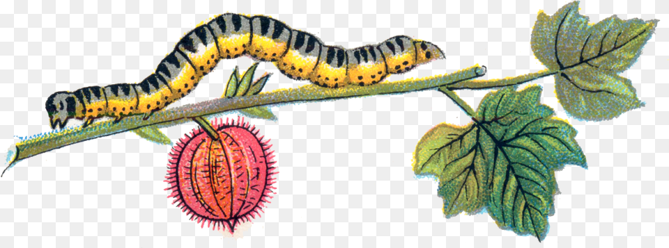 Caterpillar, Leaf, Plant, Animal, Insect Png