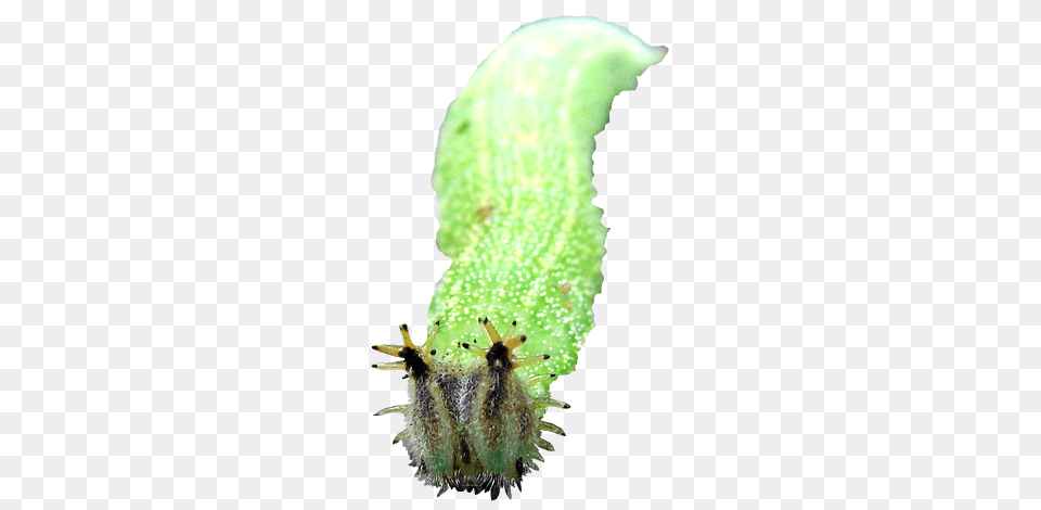 Caterpillar, Animal, Bee, Honey Bee, Insect Free Png