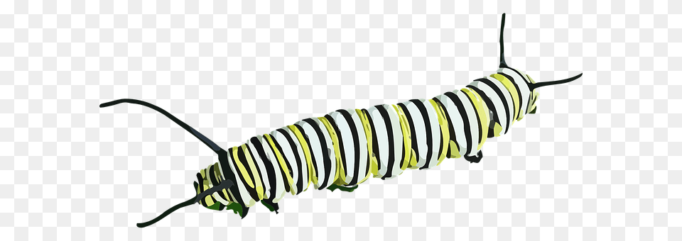 Caterpillar Animal, Invertebrate, Worm, Mammal Free Png