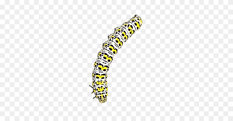 Caterpillar, Animal, Invertebrate, Worm Png Image