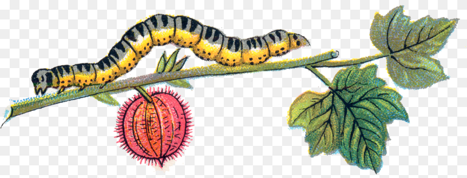 Caterpillar, Leaf, Plant, Animal, Insect Free Transparent Png