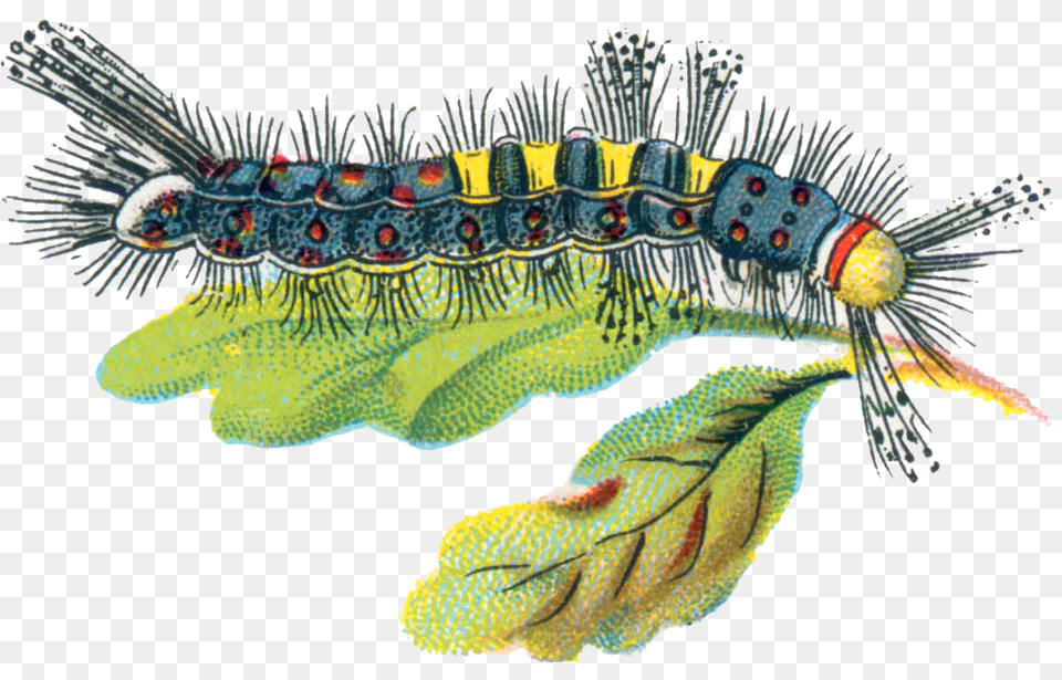 Caterpillar, Animal, Reptile, Snake, Invertebrate Free Transparent Png