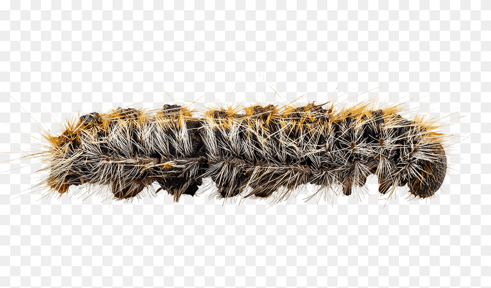 Caterpillar, Animal, Insect, Invertebrate, Worm Free Png Download