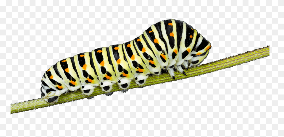 Caterpillar, Animal, Insect, Invertebrate, Worm Free Transparent Png