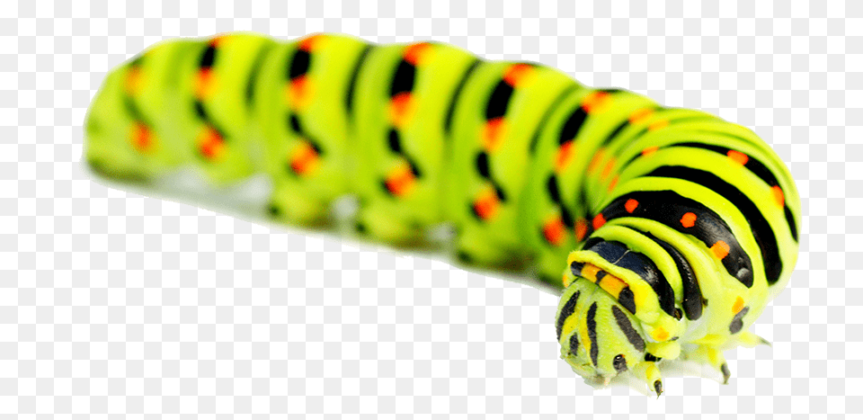 Caterpillar, Animal, Invertebrate, Worm, Insect Free Png
