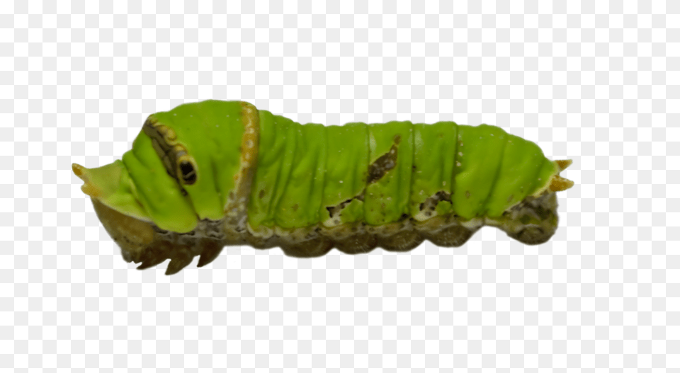 Caterpillar, Animal, Insect, Invertebrate, Worm Free Transparent Png