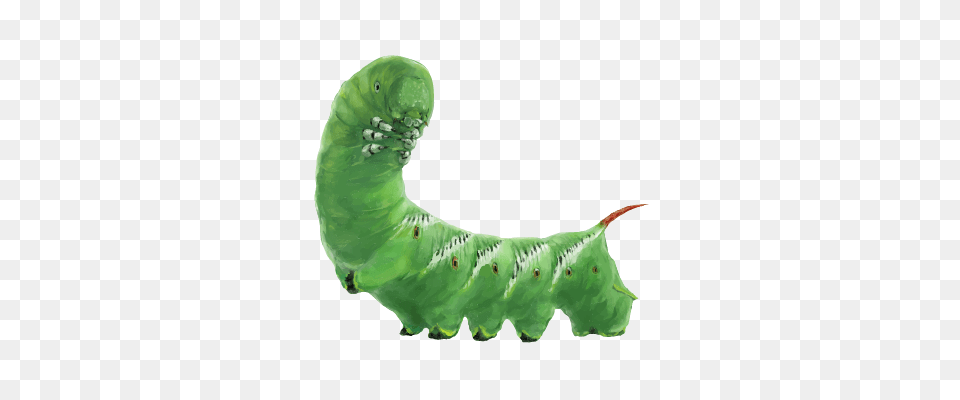 Caterpillar, Animal, Invertebrate, Worm, Baby Png