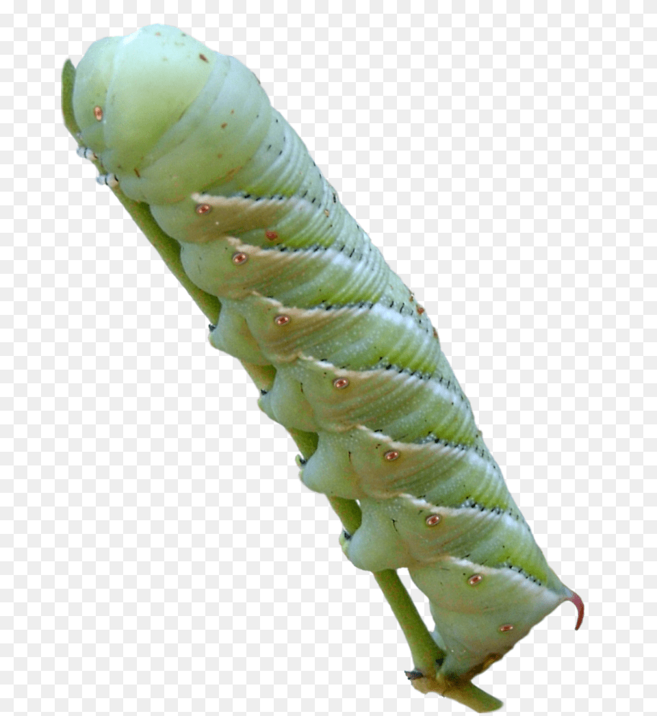 Caterpillar, Animal, Invertebrate, Worm, Insect Free Transparent Png