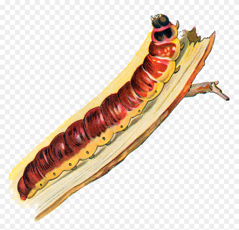 Caterpillar, Food, Hot Dog, Animal, Insect Free Transparent Png