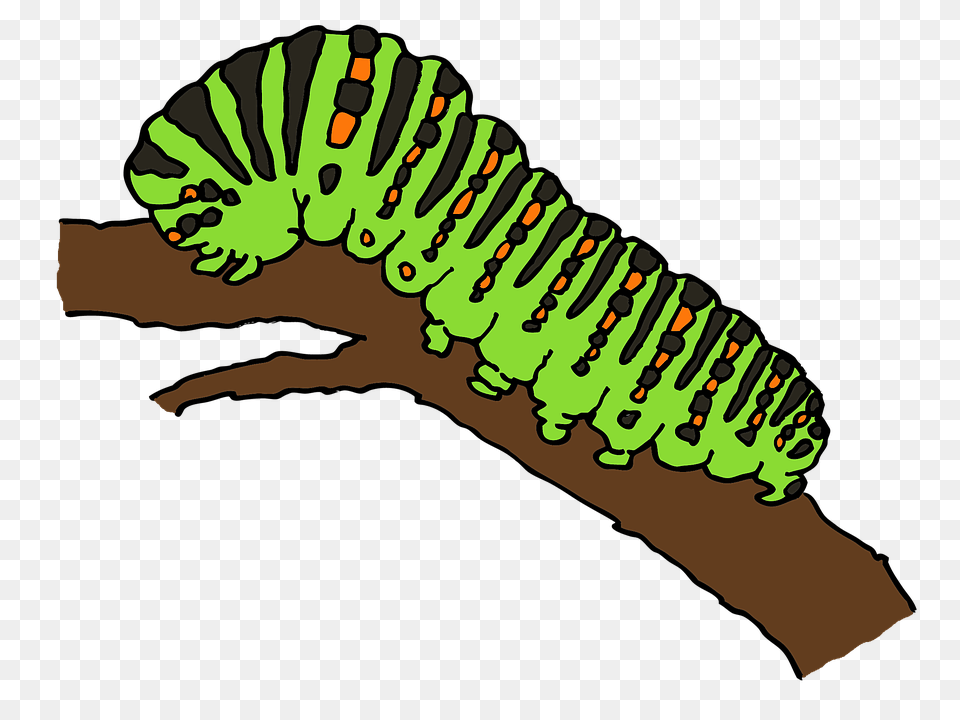 Caterpillar, Animal, Invertebrate, Worm, Person Free Png