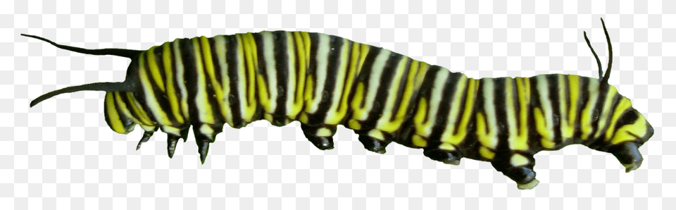 Caterpillar, Animal, Insect, Invertebrate, Worm Free Png