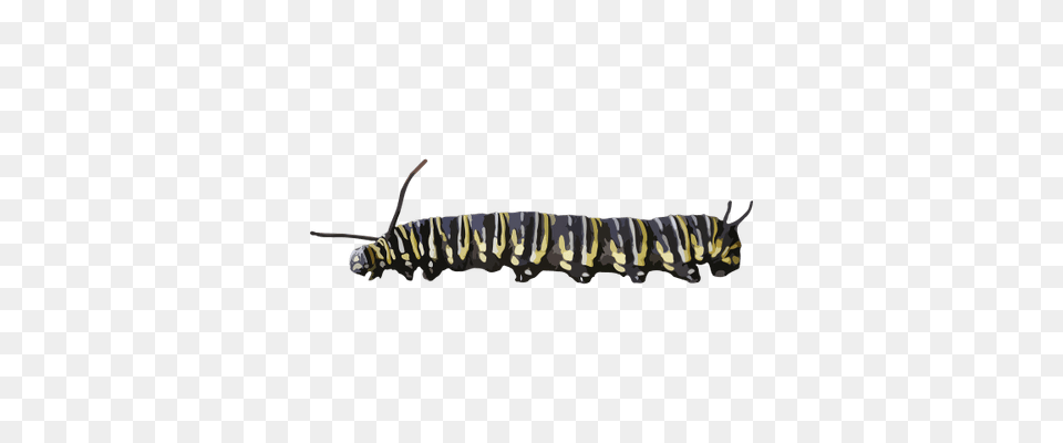 Caterpillar, Animal, Insect, Invertebrate, Worm Free Transparent Png