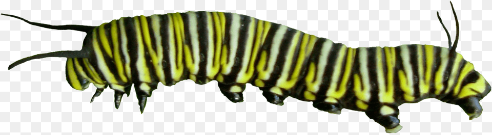 Caterpillar, Animal, Mammal, Wildlife, Zebra Free Png