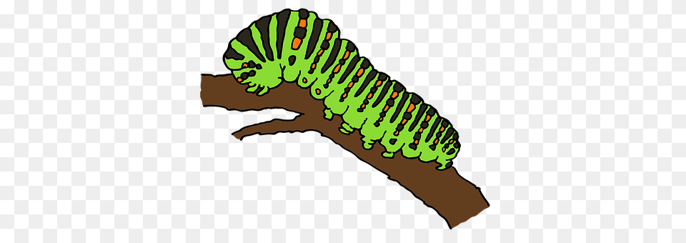 Caterpillar Animal, Invertebrate, Worm, Person Png