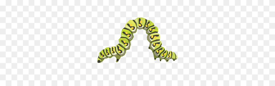 Caterpillar, Animal, Invertebrate, Worm Free Transparent Png