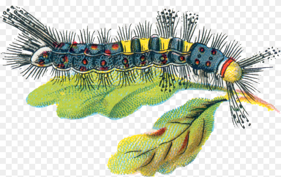 Caterpillar Caterpillar Uk Illustration, Animal, Fish, Reptile, Sea Life Free Png Download