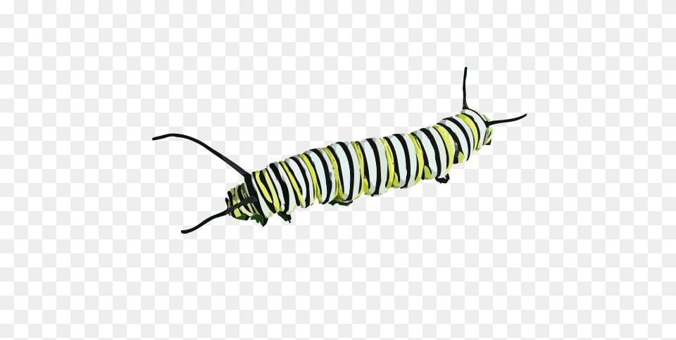 Caterpillar Clipart, Animal, Insect, Invertebrate, Worm Free Png Download