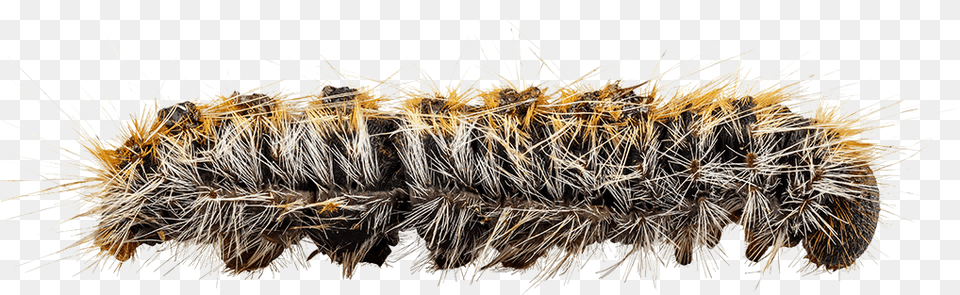 Caterpillar Hd Processionary Caterpillar, Animal, Insect, Invertebrate, Brush Free Png