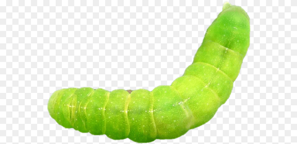 Caterpillar Hd Quality Caterfiller, Animal, Invertebrate, Worm, Food Free Png