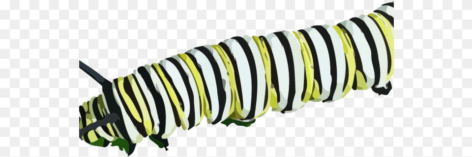 Caterpillar Images Fuzzy Caterpillar Transperent, Baby, Person, Animal, Invertebrate Free Png