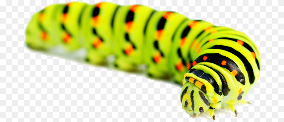 Caterpillar Images Hd Image Caterpillar, Animal, Invertebrate, Worm, Insect Png