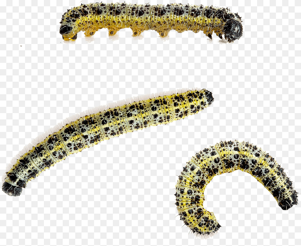 Caterpillar Large White Butterfly Beetle Cabbage White Pieris Brassicae Caterpillar, Animal, Insect, Invertebrate, Worm Png Image