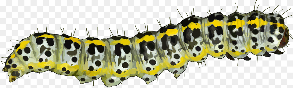Caterpillar Mopane Worm Pest Educational Technology Caterpillar, Animal, Insect, Invertebrate Free Png Download