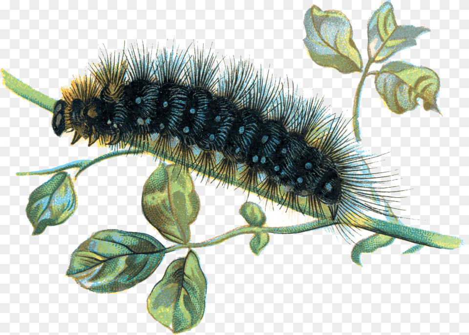 Caterpillar On Branch, Leaf, Plant, Animal, Insect Free Png Download