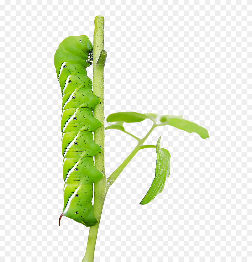 Caterpillar To Butterfly, Animal, Invertebrate, Worm, Insect Free Png Download