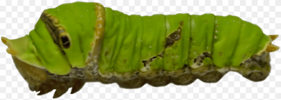 Caterpillar Transparent Images Green Caterpillar, Animal, Insect, Invertebrate, Worm Free Png Download