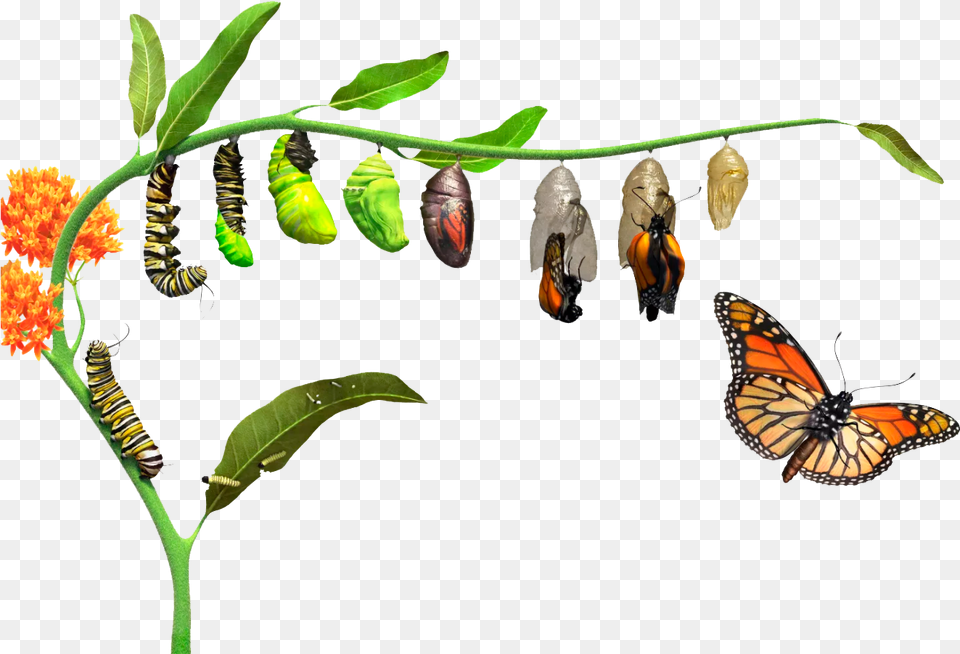 Caterpillar Turning Into Butterfly, Animal, Insect, Invertebrate, Bee Free Png