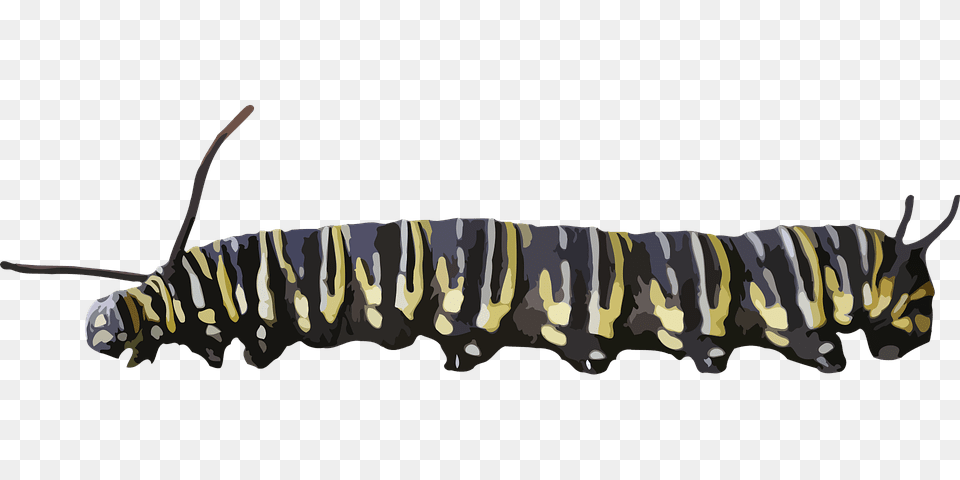 Caterpillar Yellow Black, Animal, Invertebrate, Worm, Antelope Png