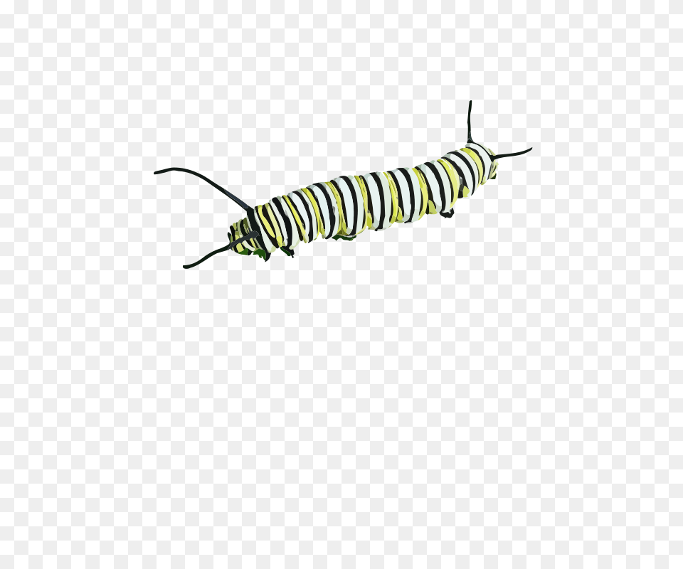 Caterpillarii, Animal, Insect, Invertebrate, Worm Free Transparent Png
