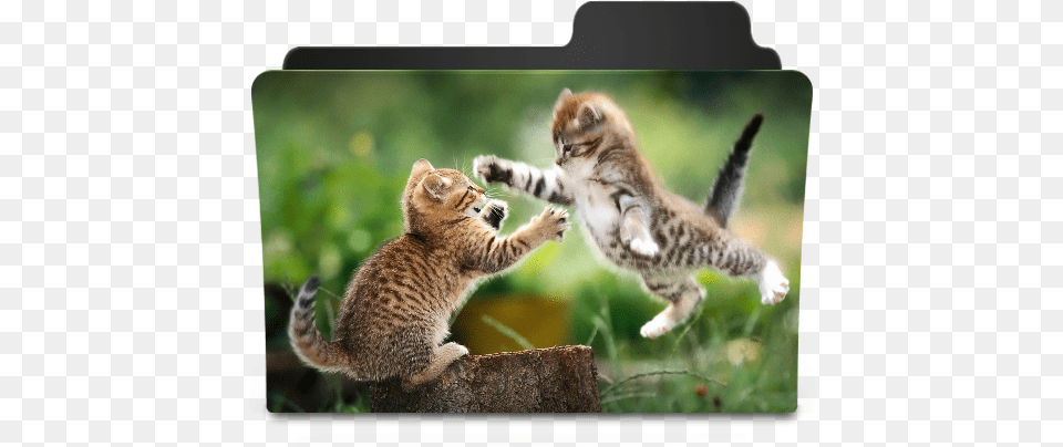 Catfight Icon Goodies Folder Icons Softiconscom 2 Cat Best Friend, Animal, Kitten, Mammal, Pet Free Png