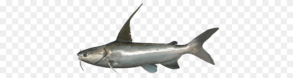 Catfish, Animal, Sea Life, Fish, Shark Free Transparent Png