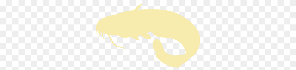 Catfish Free Transparent Png