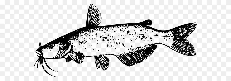 Catfish Gray Free Transparent Png