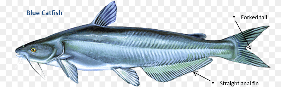 Catfish Blue, Animal, Fish, Sea Life, Tuna Free Png